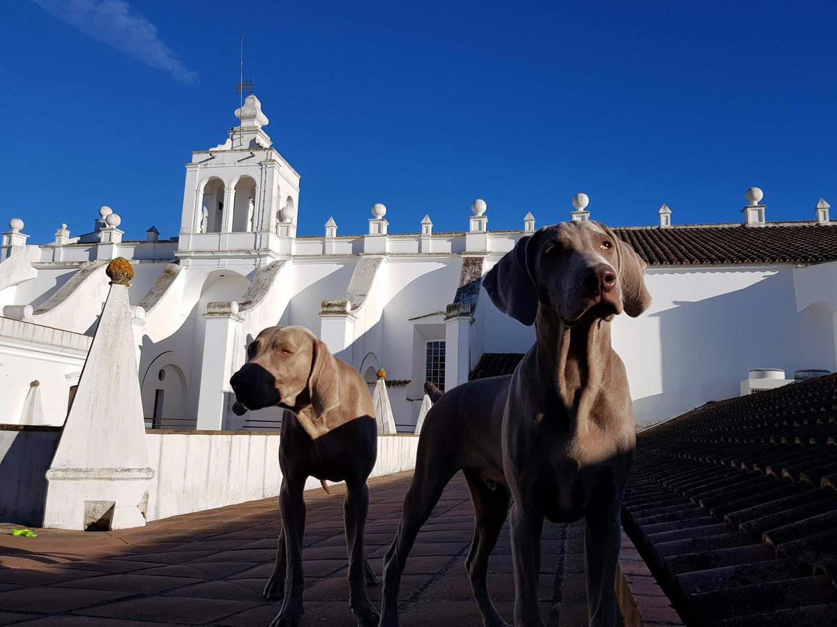 Convento Do Espinheiro, Historic Hotel & Spa Έβορα Εξωτερικό φωτογραφία Two Weimaraners